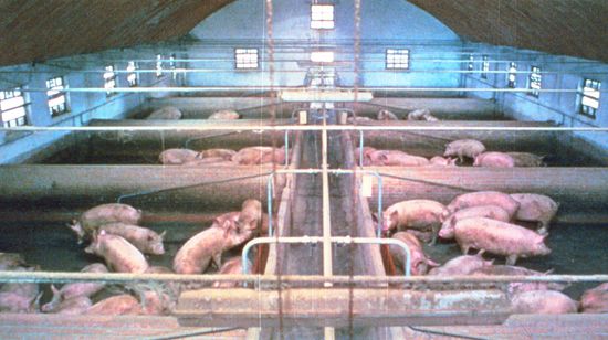 豚小屋 メイン画像