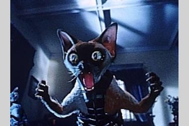 キャッツ&ドッグス