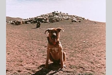 ステイト・オブ・ドッグス メイン画像