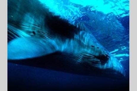 ディープ・ブルー メイン画像