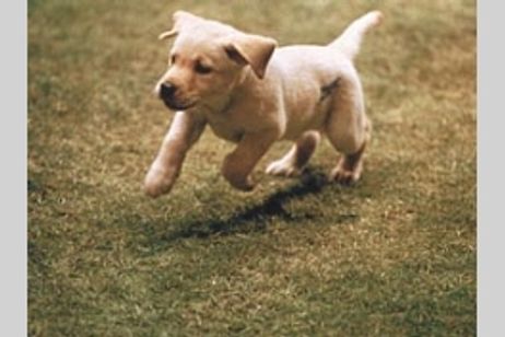 クイール メイン画像