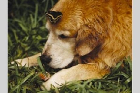 トゥルーへの手紙 メイン画像