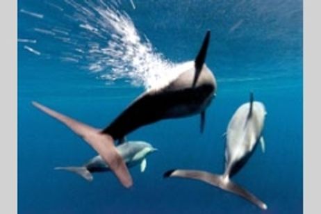 ドルフィン・グライド メイン画像