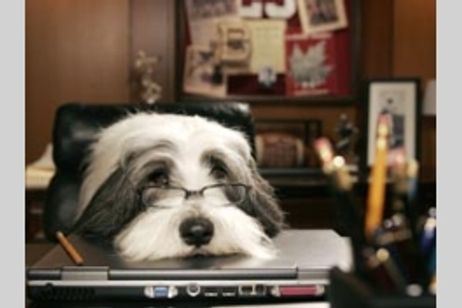 シャギー・ドッグ メイン画像