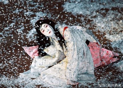 シネマ歌舞伎 坂東玉三郎 鷺娘(さぎむすめ) メイン画像