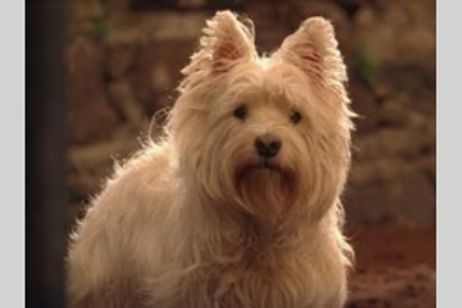 ユアン少年と小さな英雄 メイン画像