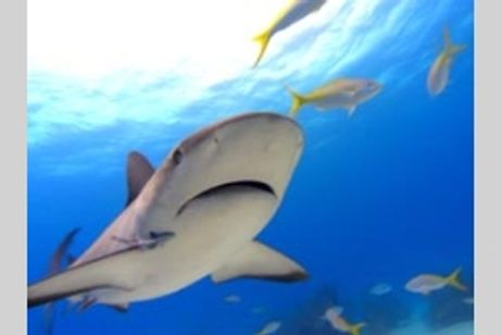 シャークウォーター 神秘なる海の世界 メイン画像