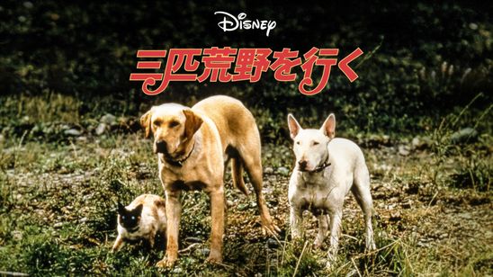 三匹荒野を行く メイン画像