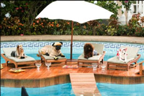 ビバリーヒルズ・チワワ メイン画像