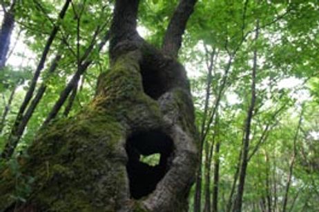 里山 メイン画像