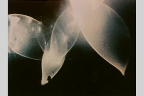 ＜LOVE SONGS＞ メイン画像