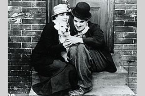 犬の生活 メイン画像