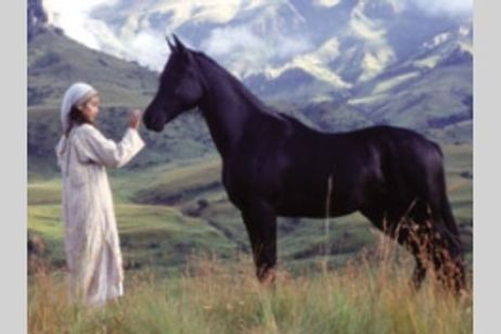 ヤング・ブラック・スタリオン(ラージ・スクリーン・フォーマット／日本語吹替版) メイン画像