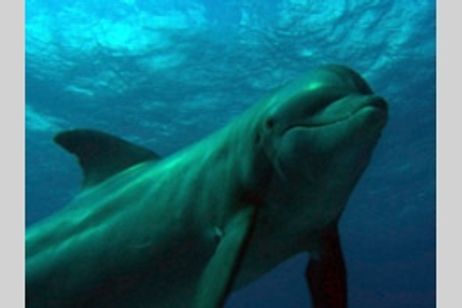 オーシャンワンダーランド メイン画像