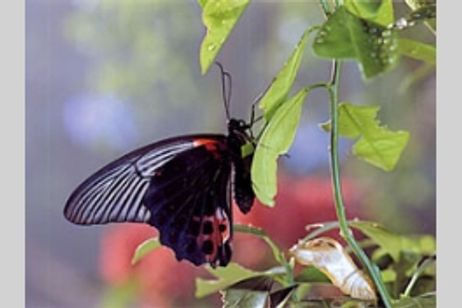 ムシ・ワンダーランド　昆虫たちの不思議な世界(Bugs！　昆虫たちの不思議な世界) メイン画像