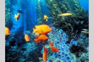 ブルーオアシス 神秘の海へ