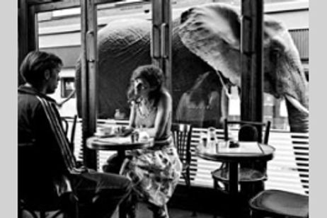 ダーク・ホース メイン画像