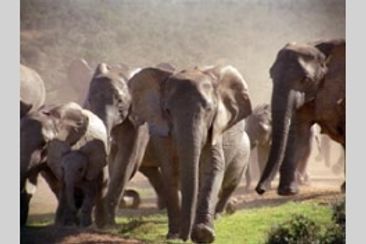 ワイルドサファリ(アフリカどうぶつたんけん隊)