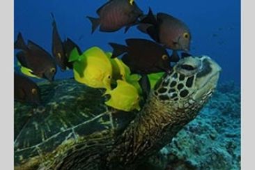 ブルーオアシスII 3D