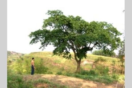 あひるを背負った少年 メイン画像