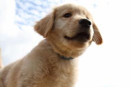 ロック わんこの島 メイン画像