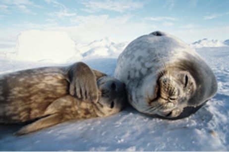 ライフ いのちをつなぐ物語 メイン画像