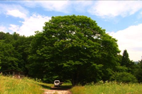 フクシマからの風 第1章 喪失あるいは蛍 メイン画像