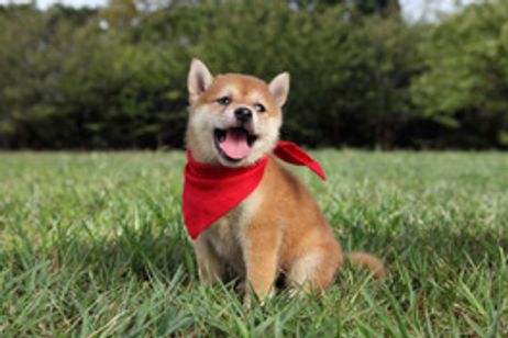 マメシバ一郎 フーテンの芝二郎 メイン画像