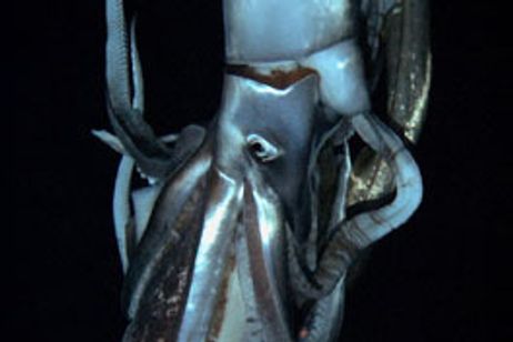 劇場版 NHKスペシャル 世界初撮影! 深海の超巨大イカ メイン画像