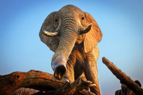 ネイチャー メイン画像