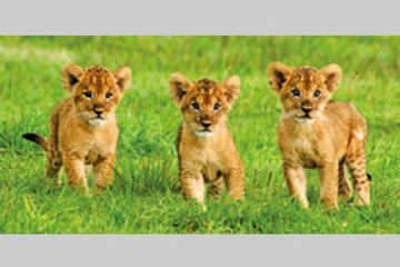 ぼくらは動物探検隊 富士サファリパークで大冒険