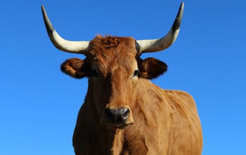 ステーキ・レボリューション メイン画像