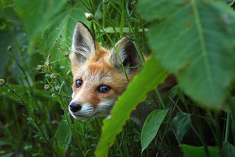 生きとし生けるもの メイン画像