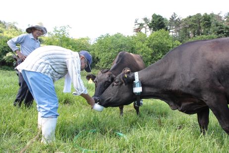 被ばく牛と生きる メイン画像