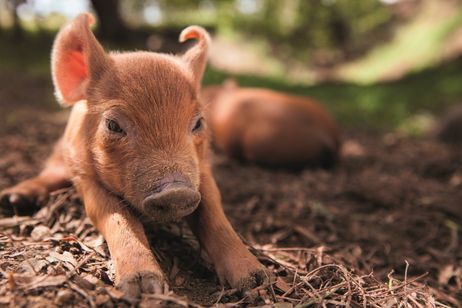 ビッグ・リトル・ファーム 理想の暮らしのつくり方 メイン画像