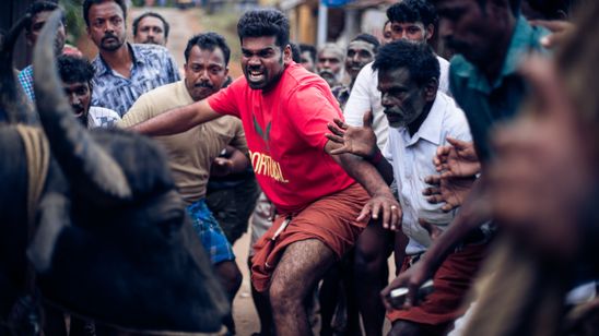 ジャッリカットゥ 牛の怒り メイン画像