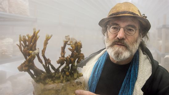 素晴らしき、きのこの世界 メイン画像