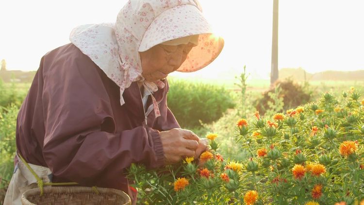 紅花の守人 いのちを染める メイン画像