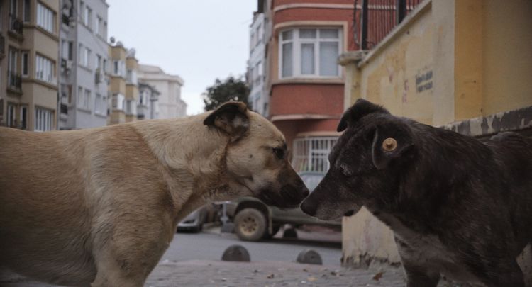 ストレイ　犬が見た世界 メイン画像