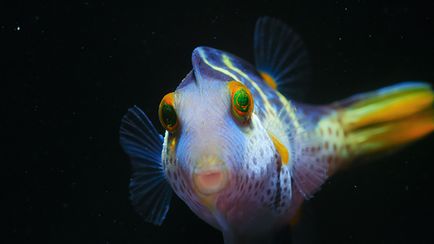 パフ －サンゴ礁の神秘－