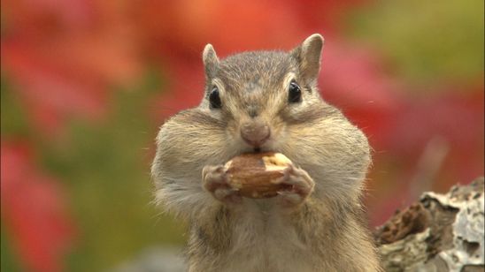 日本列島生きもの超伝説 劇場版ダーウィンが来た！ メイン画像