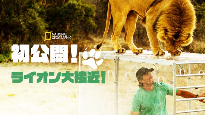 初公開！ライオン大接近！