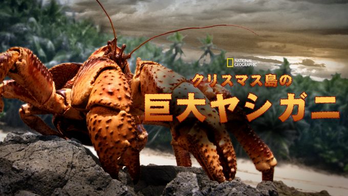 クリスマス島の巨大ヤシガニ