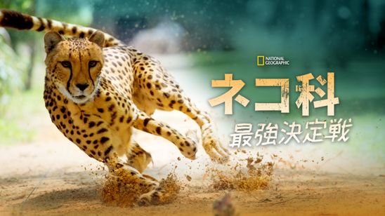 ネコ科最強決定戦 メイン画像