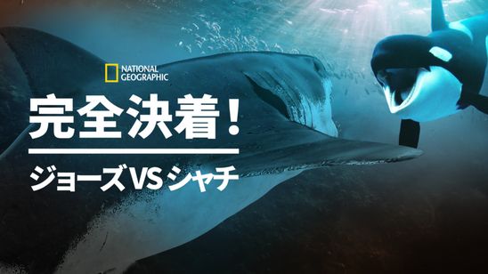 完全決着！ジョーズvsシャチ メイン画像