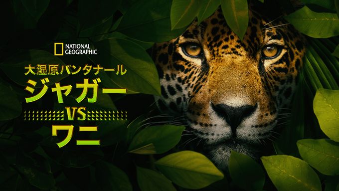 大湿原パンタナール：ジャガー vs ワニ