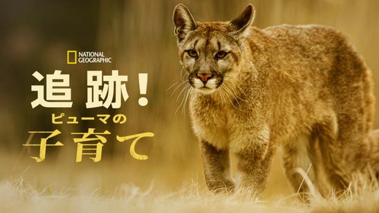 追跡！ピューマの子育て メイン画像