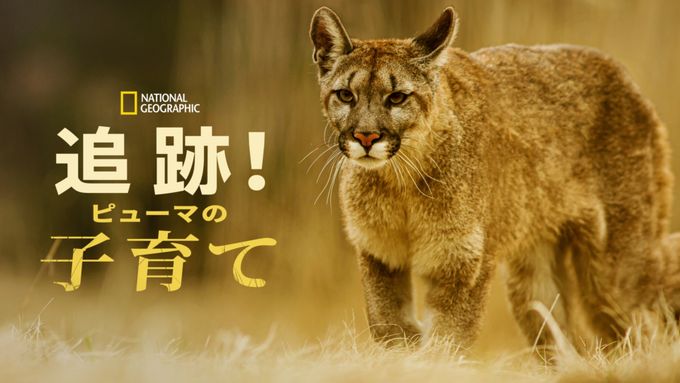 追跡！ピューマの子育て