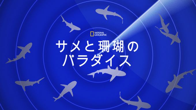 サメと珊瑚のパラダイス