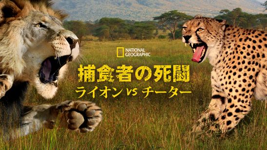 捕食者の死闘：ライオンvsチーター メイン画像